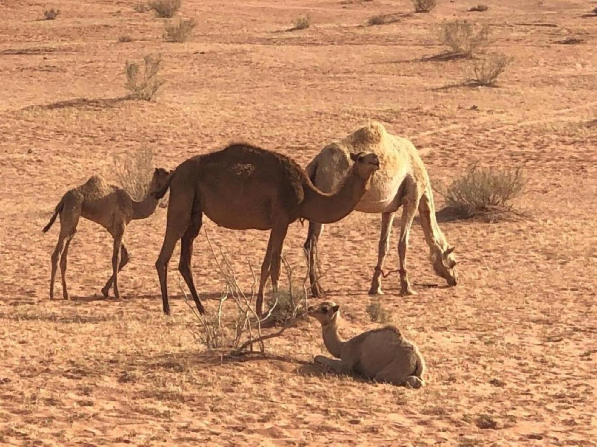 Milky Way Nights Camp 5* Wadi Rum
